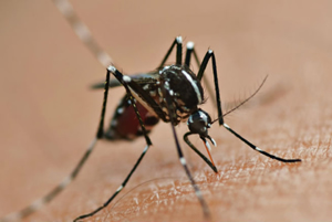 Dengue